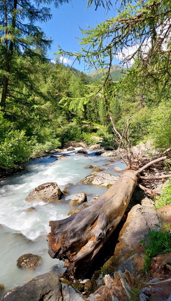 The Rutor stream flows from the Rutor glacier into the La Thuile in the Aosta Valley. In the image, the water flows downstream through a coniferous forest. On the right bank, a fallen tree carried by the current shows signs of erosion: the trunk is light-colored, barkless, and very smooth.