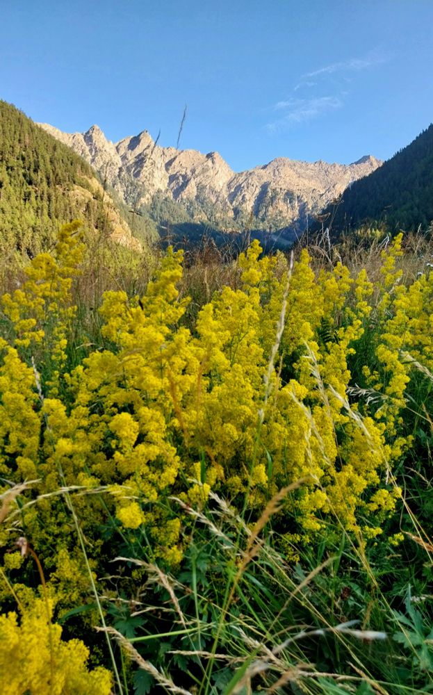 In the foreground, small yellow flowers. On the left, a sunny slope and on the right, a shady slope, both with coniferous forests.
In the background, a mountain range with the highest peaks bare. 