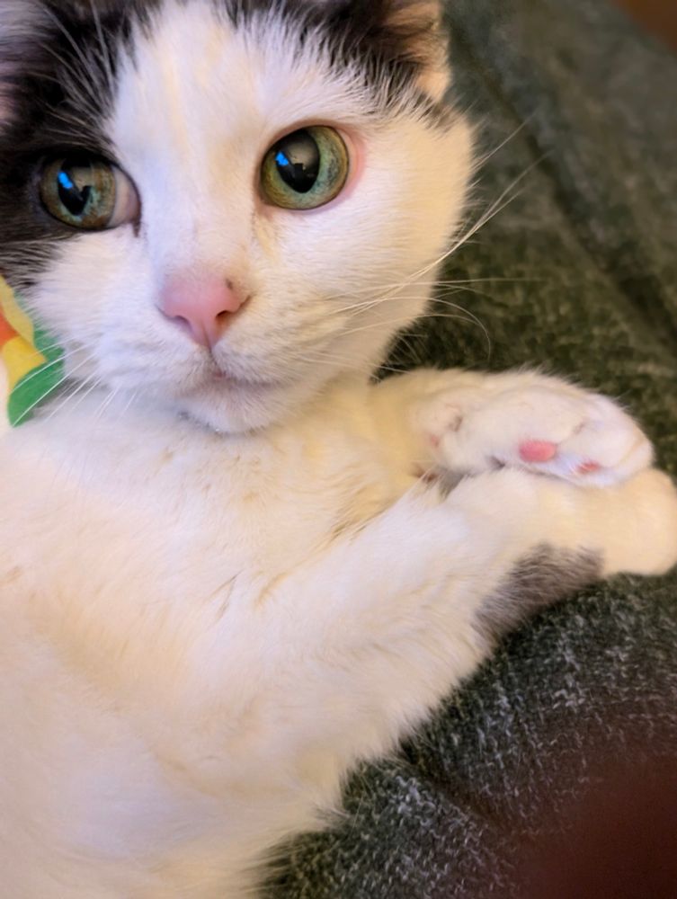 White and gray cat on green blanket has paws crossed. She's looking back at the camera. 