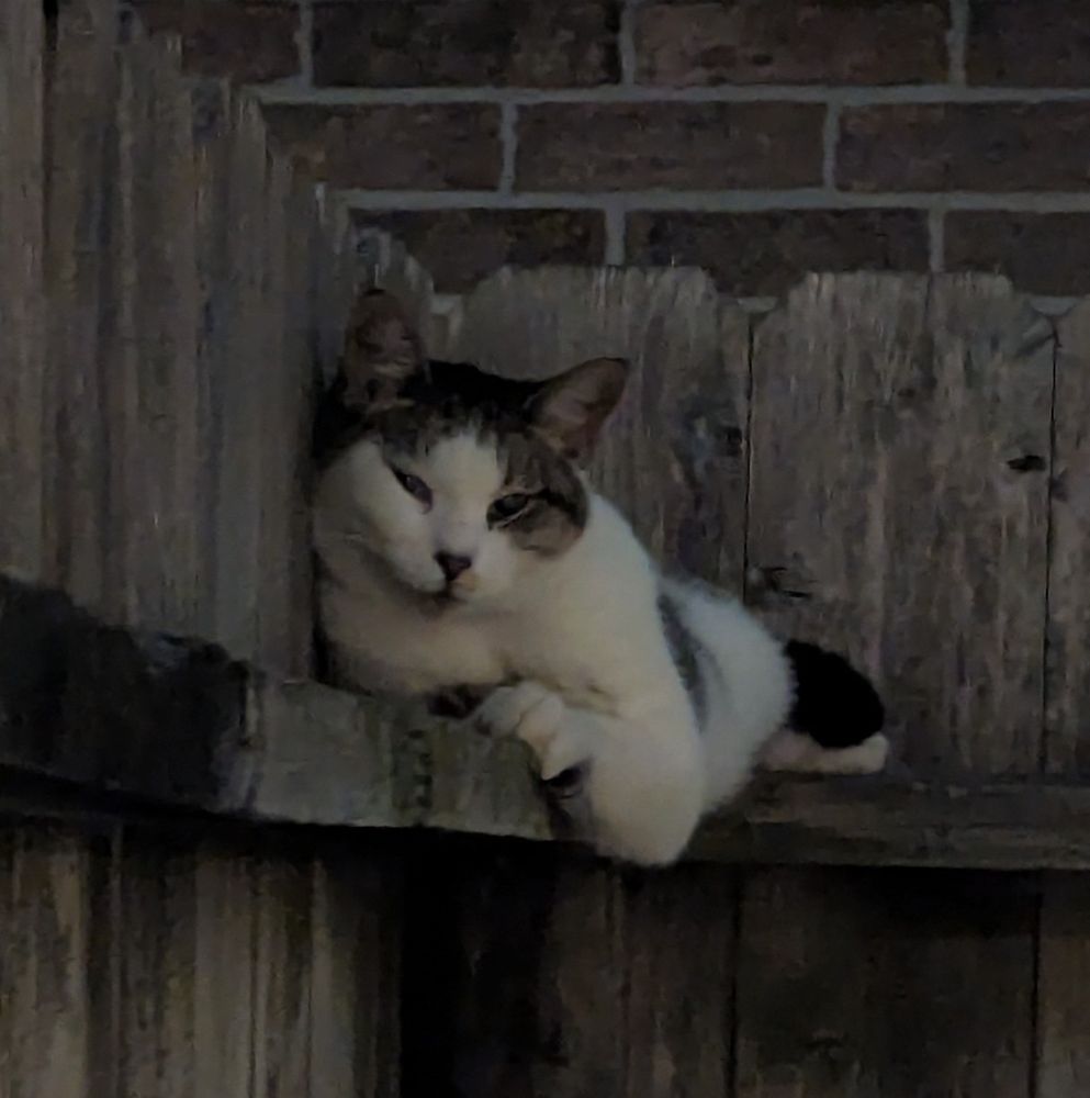 A gray, white, and orange cat lying on an inner corner of a wooden fence