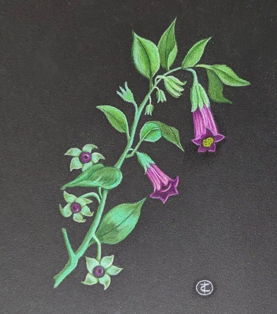 A colored pencil drawing of belladonna/deadly nightshade