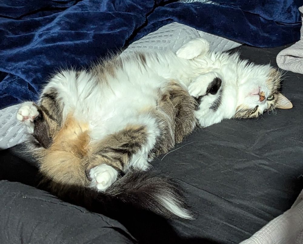 A floofy white, gray, and orange cat lying on his back with his paws up in the air, staring with eyes that are open even though he may actually be asleep