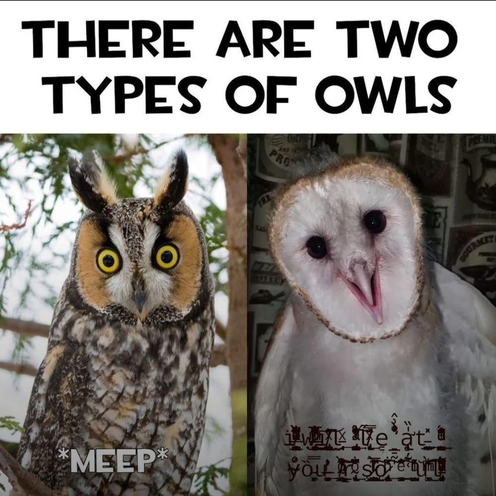 THERE ARE TWO TYPES OF OWLS
1) Picture of goofy looking owl saying *MEEP*
2) Picture of sinister looking owl saying *Indecipherable arcane glyphs*