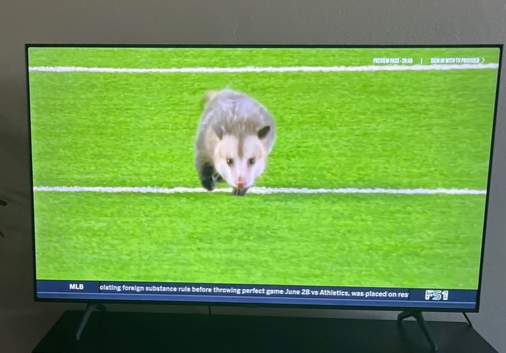 Possum on the field at the TTU vs TCU game