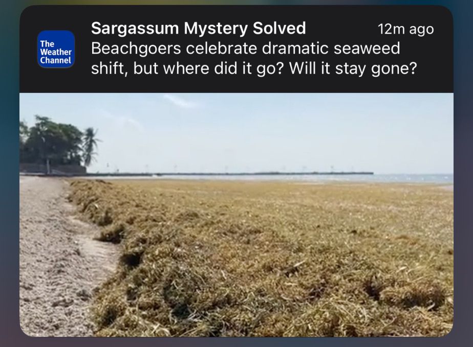 Weather app notification: “sargassum mystery solved”