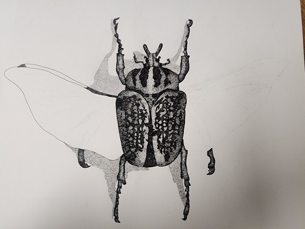 An unfinished stipple study of a Goliath Beetle