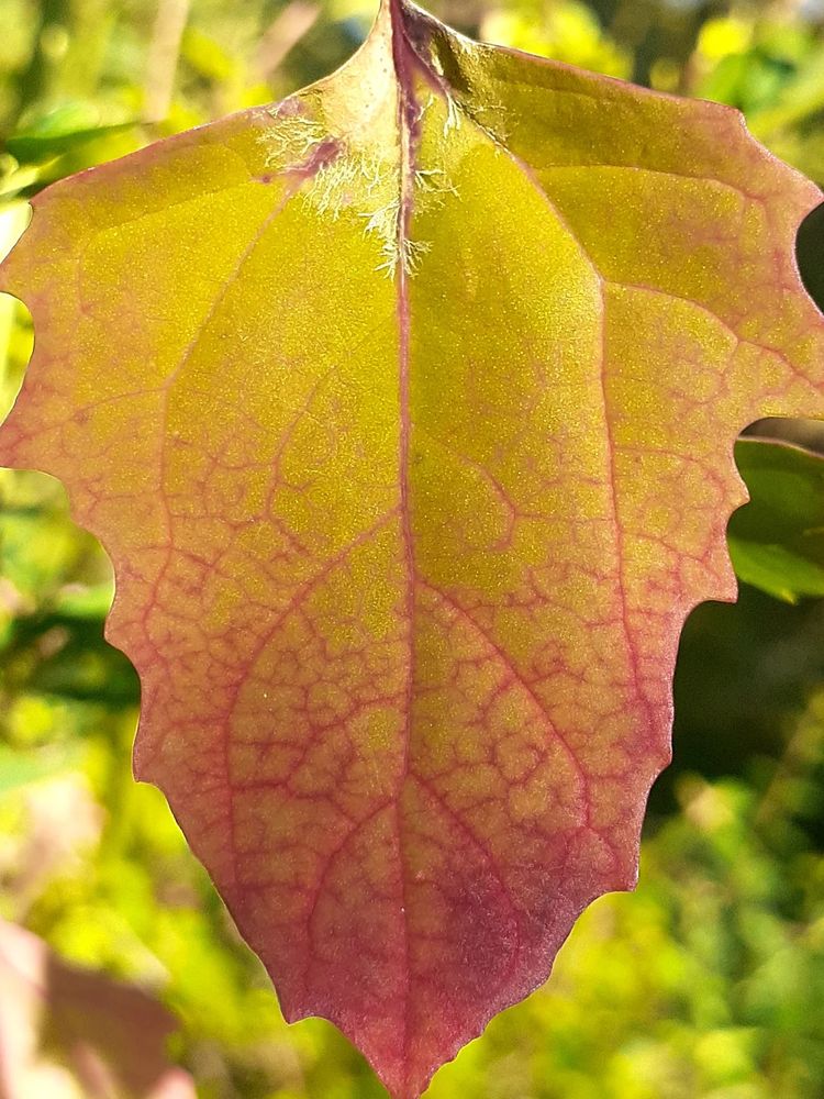 A lambsquarter's leaf with red, pink, orange, yellow colors
