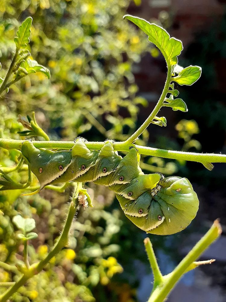 Photo of a green tomato hornworm, curled up.