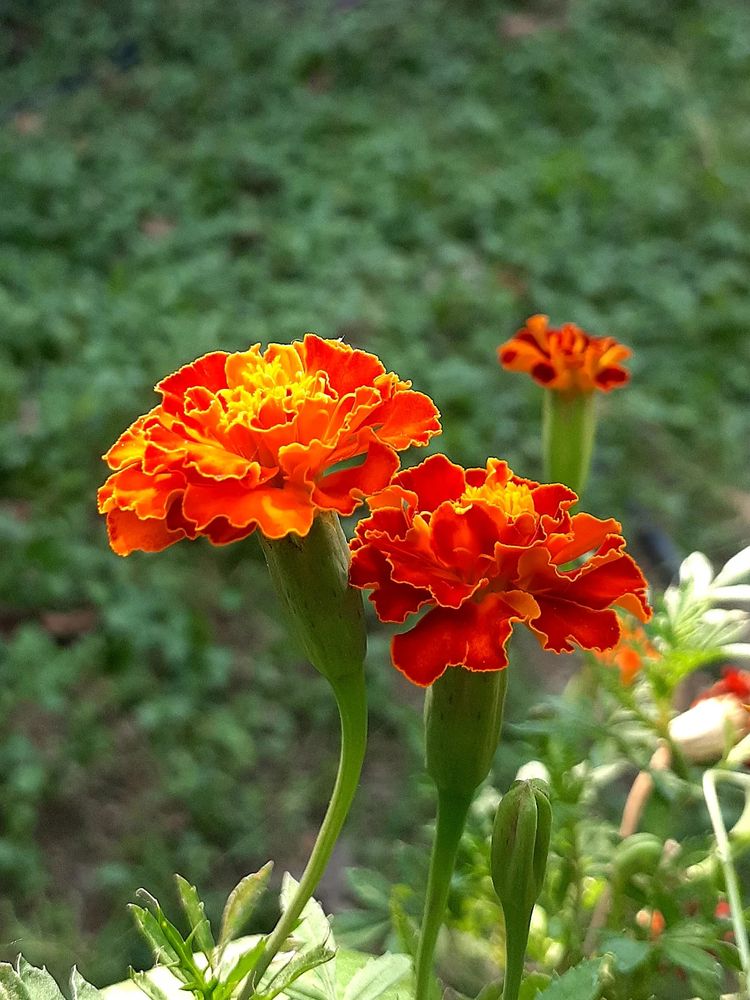photo of a few marigold flowers