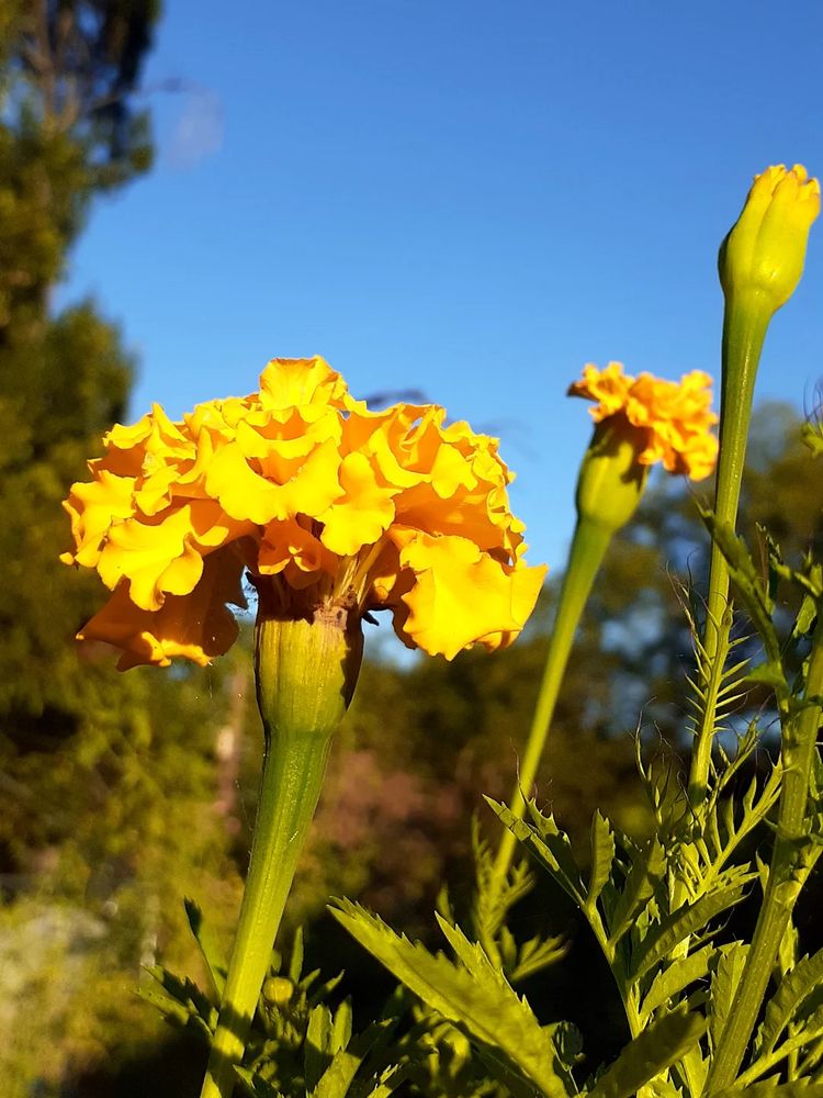 A bright yellow marigold flower against a clear blue sky