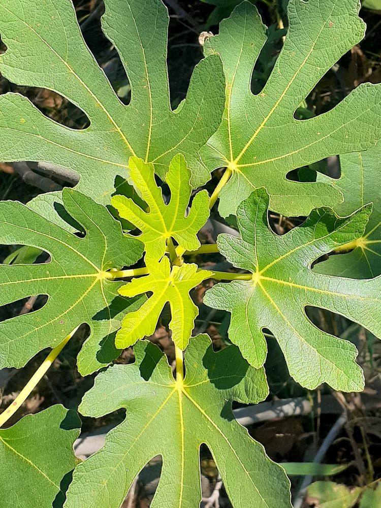 Photo of a fig tree centered from above, showing the fractal patterns emerging from the new leaves to the old.