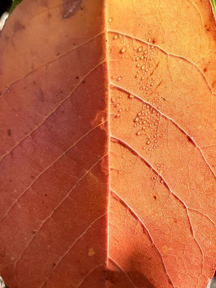 Photo of a bright reddish-orange leaf in sunlight and shadow