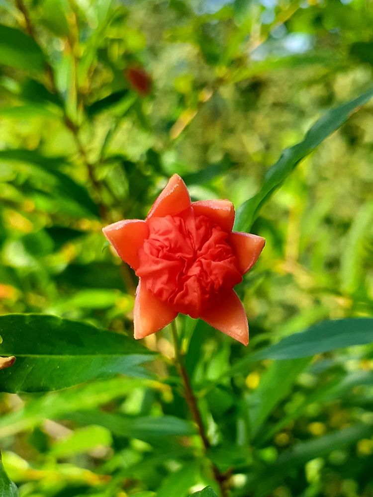 A male pomegranate flower about to open