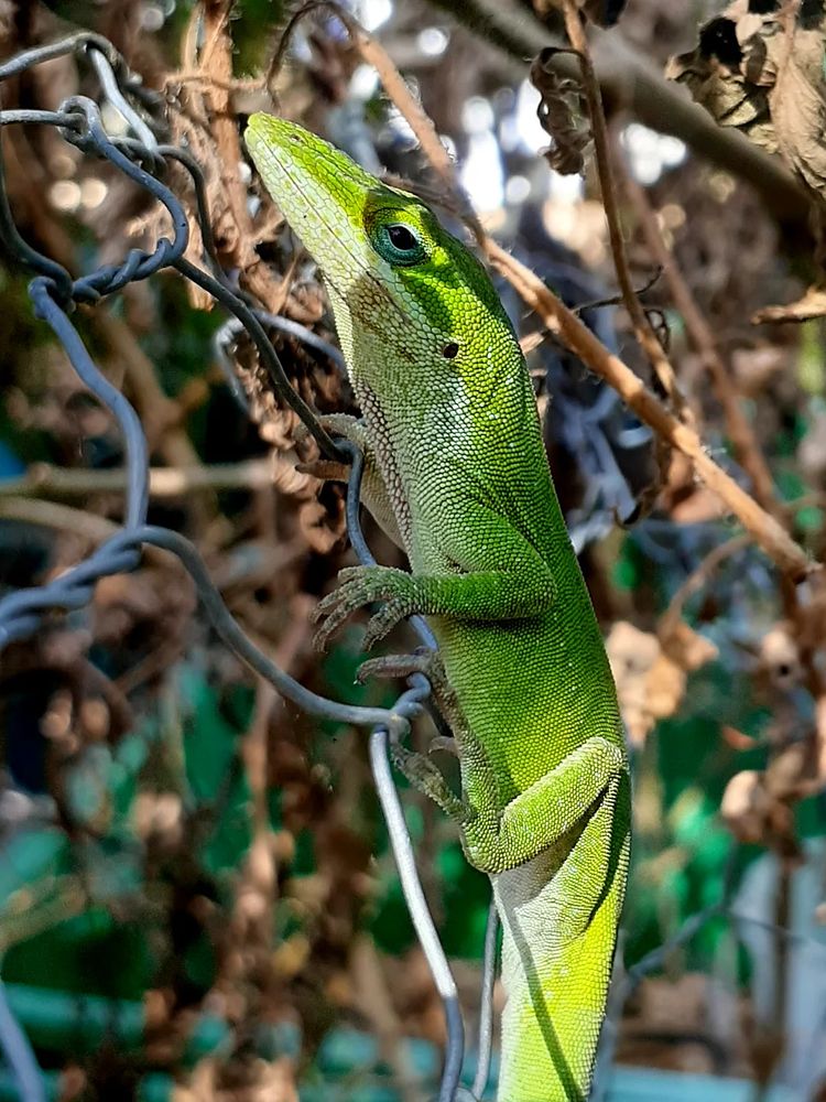 Male green anole on a wire fence. The anole is in between light and shadow