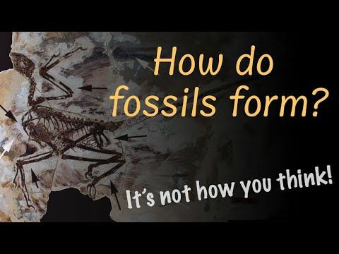Palaeontologists Explain: How do fossils form? Palaeontologists explain: How do fossils form?