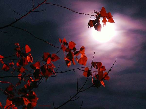 moon with red leaves