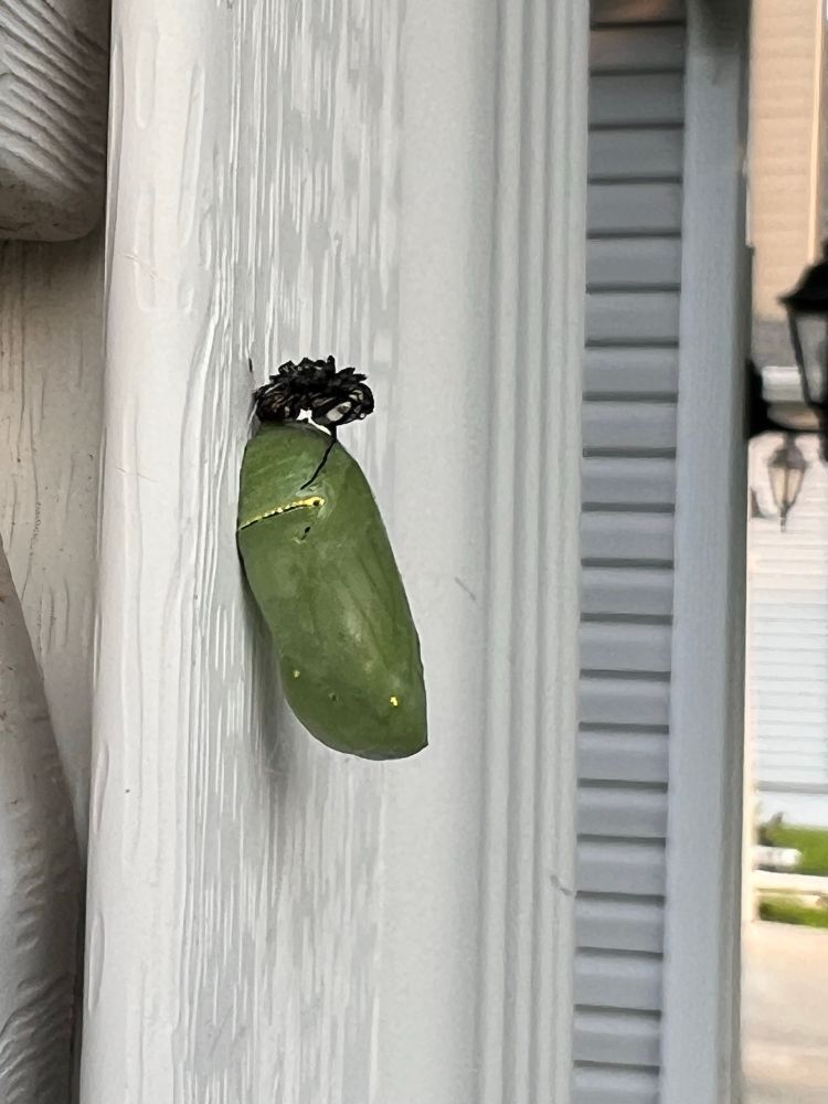 A green with gold chrysalis stuck on the side of a house.