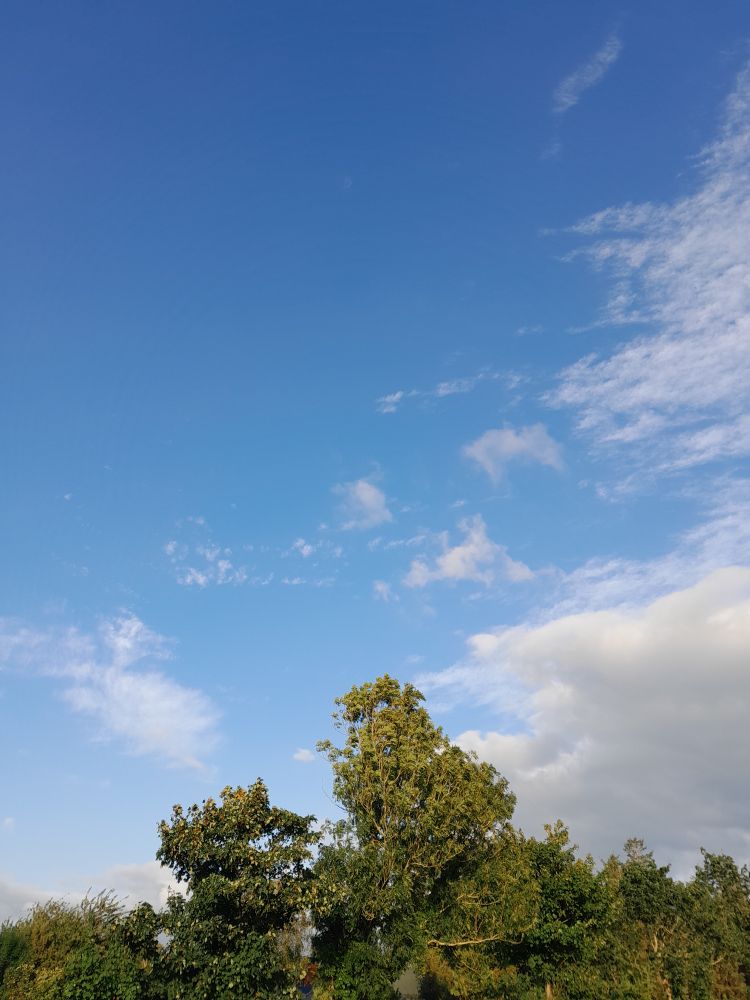 Picture of trees and a blue sky and clouds.