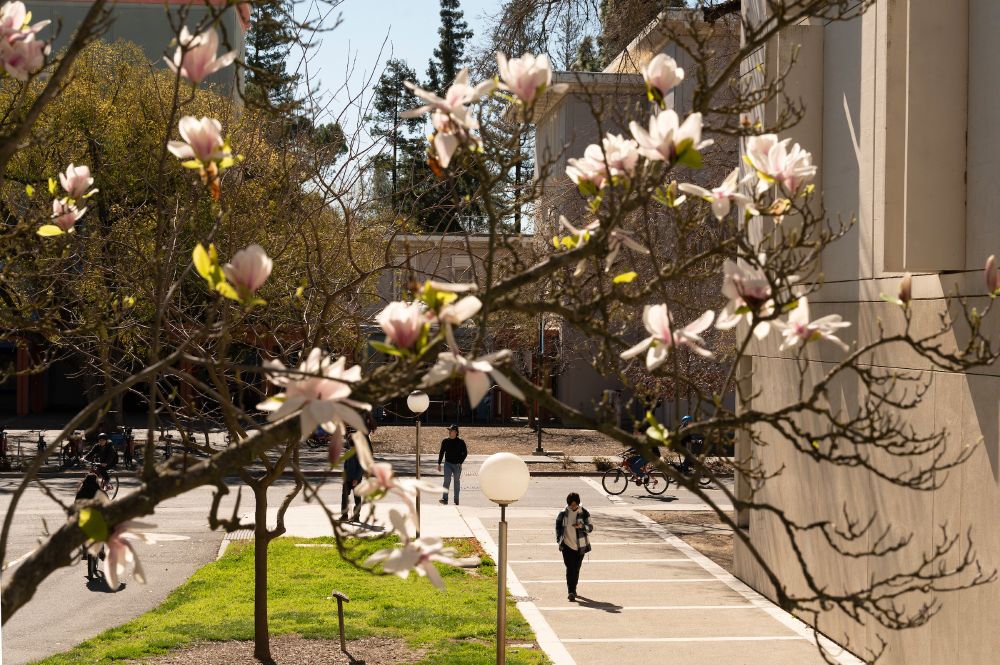 Students walking and biking by on campus with light pink spring blooms in the foreground.