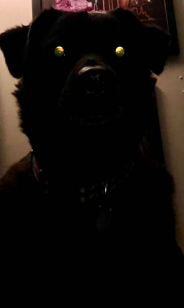 A Hellhound-ish looking but sweet lab/shepherd mix