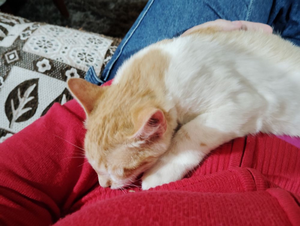 Gata amarela aninhada no meu colo