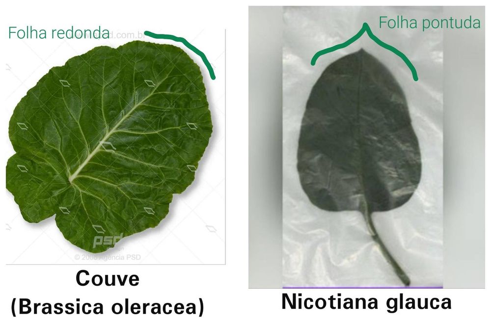 As duas folhas lado a lado. A couve tem folhas mais grossas, redondas e os talos são fortes. A falsa é fina, os talos menos proeminentes a folha é pontudinha