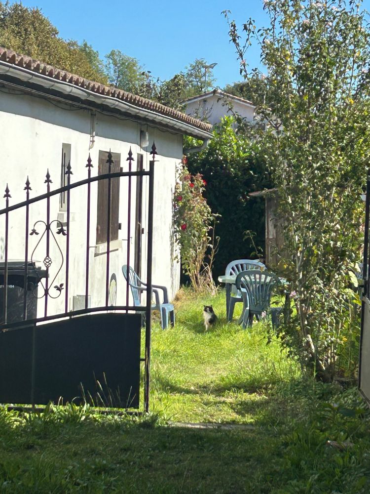 A black and white fluffy cat next to some blue garden furniture, in a garden next to a house. One metal gate is open, the other half closed as the cat looks on with questioning eyes
