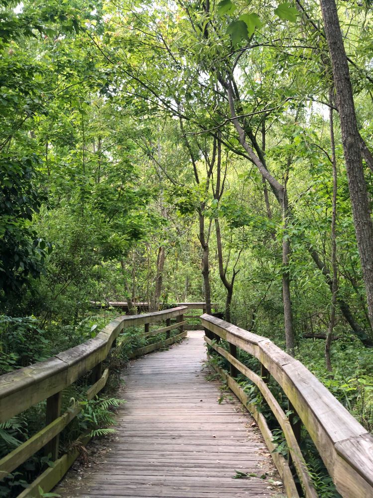 Wooden boardwalk winding through a green forest in Florida.