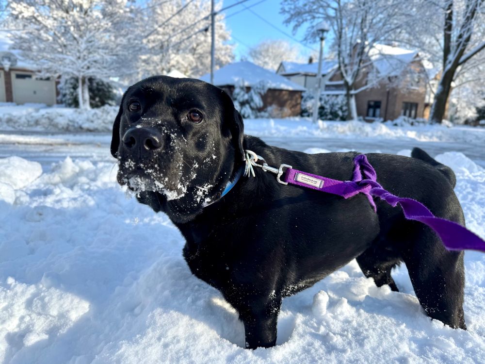 Black lab in the snow 