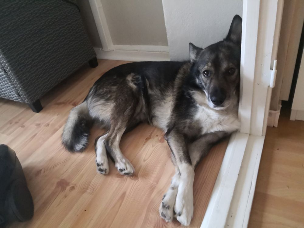 Husky mix lying wiyh elegantly crossed front legs on the floor, using the wall as a pillow.