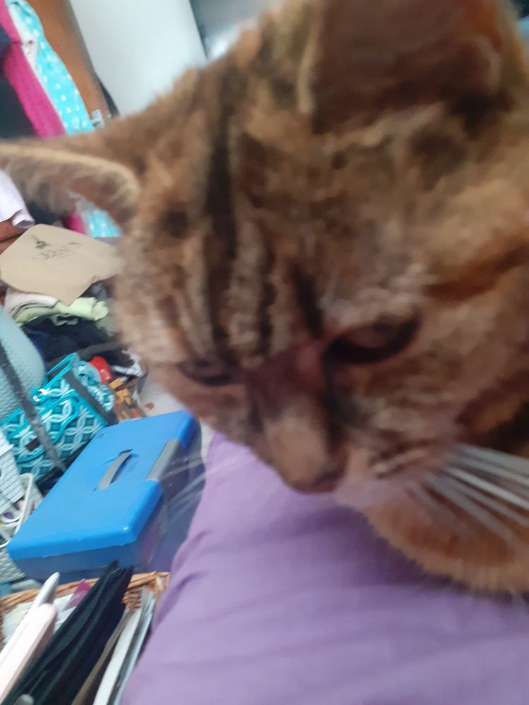 Close up face of tabby cat on a purple sheet on the corner of my bed
