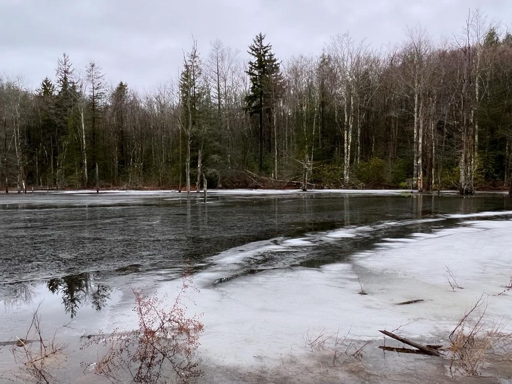 Moody winter forest lake partially covered in snow and ice, surrounded by bare limbed trees and evergreens. 