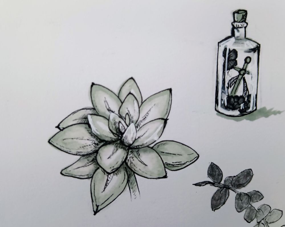 Traditional pen and marker monochrome drawing of a small succulent in a sketchbook, with a smaller drawing of a little bottle containing a dagger and some flowers to the upper right and a few leaves from another drawing poking up from the bottom right. 