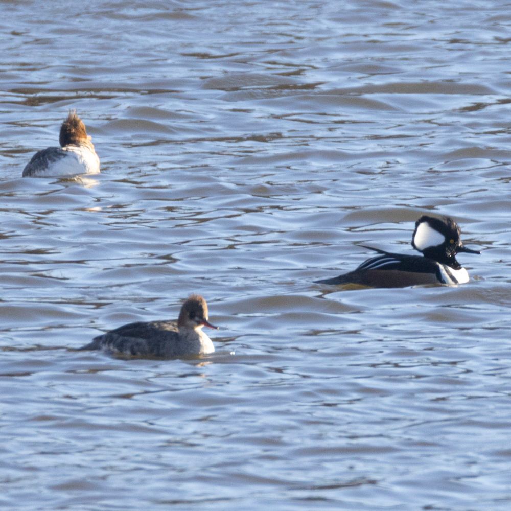 Three merganser ducks in the water
