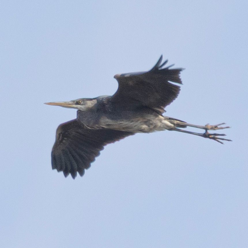 A Great Blue Heron bird in flight.