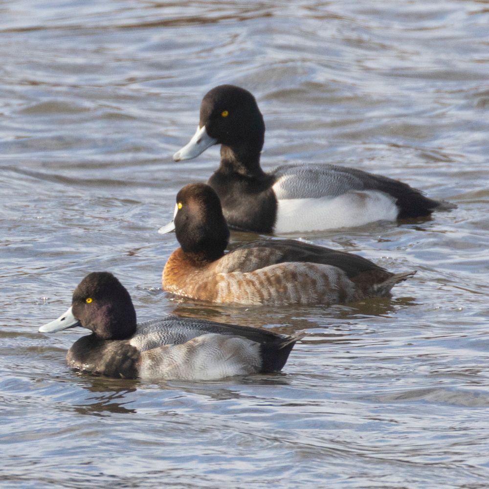 Three scaup ducks in water 