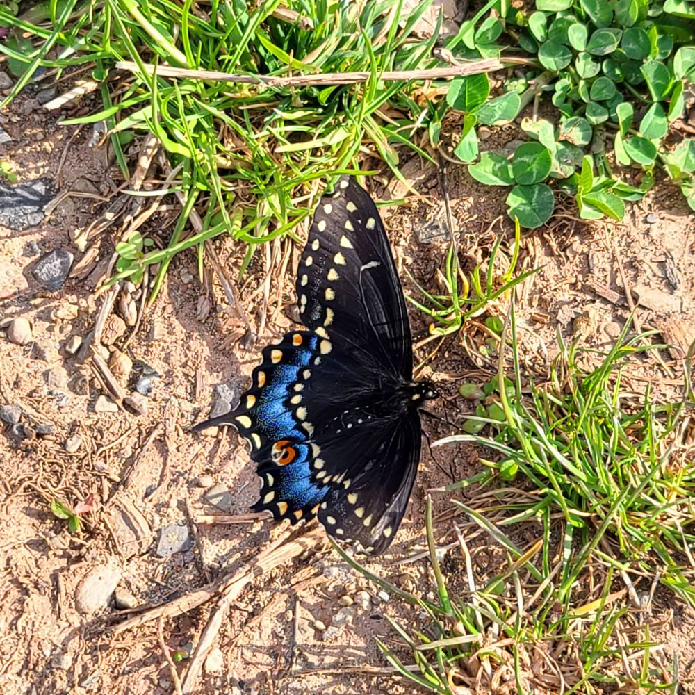 A black and blue butterfly on the ground.