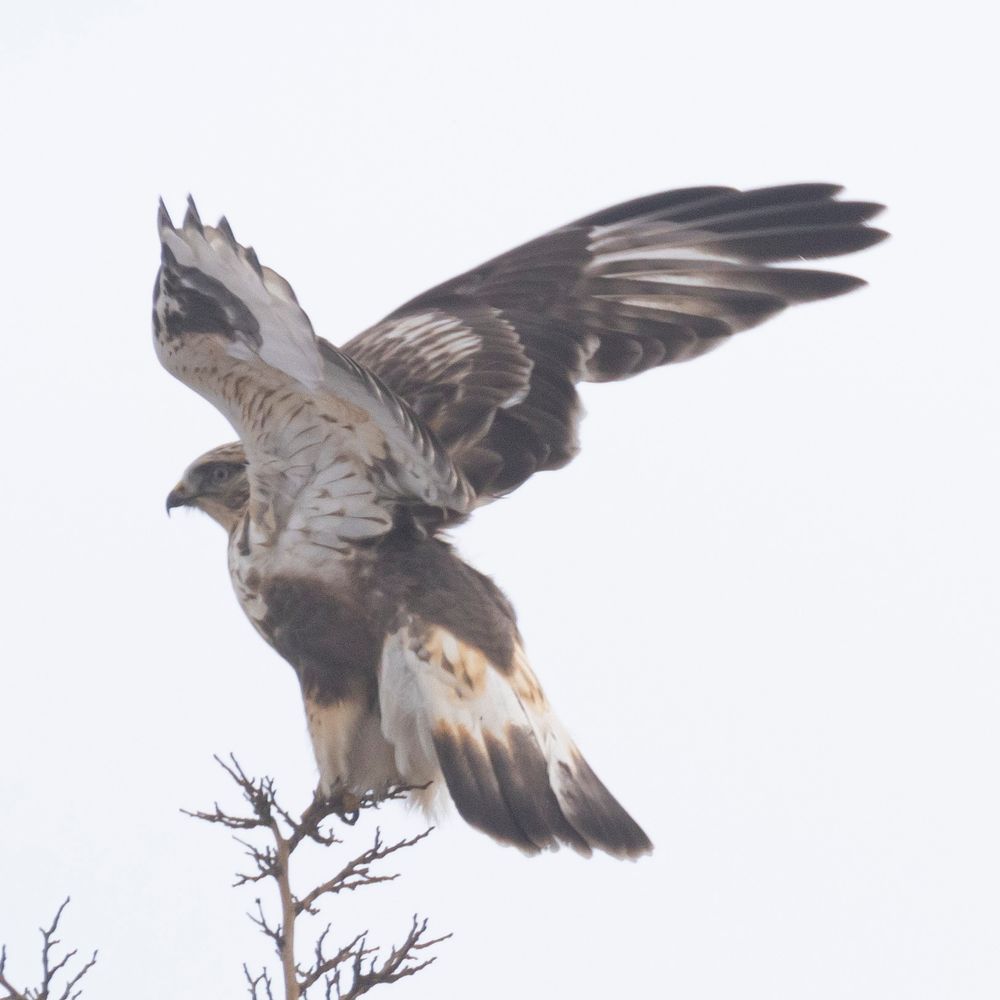 A Rough-Legged Hawk taking off from a tree.