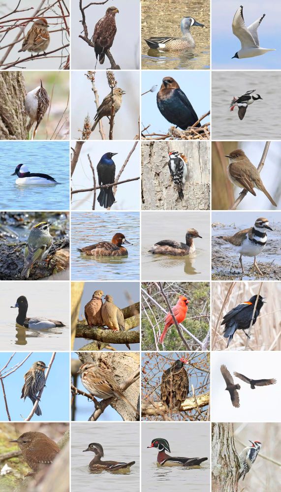 Row 1: American Tree Sparrow, Bald Eagle, Blue-Winged Teal, Bonaparte's Gull
Row 2: Brown Creeper, Brown-Headed Cowbird (F), Brown-Headed Cowbird (M), Bufflehead
Row 3: Bufflehead, Common Grackle, Downy Woodpecker, Eastern Phoebe
Row 4: Golden-Crowned Kinglet, Greater Scaup, Horbed Grebe, Killdeer
Row 5: Lesser Scaup, Mourning Dove, Northern Cardinal, Red-Winged Blackbird (M)
Row 6: Red-Winged Blackbird (F), Song Sparrow, Turkey Vulture, Turkey Vultures
Row 7: Winter Wren, Wood Duck (F), Wood Duck (M), Yellow-Bellied Sapsucker