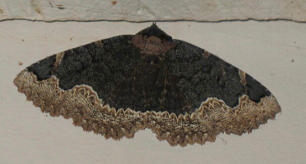 A dark brown moth is perched on a pale brown building wall. Its wings are spread. The wings are mostly dark brown with a hint of obscure patterning (like velvet). The outer edges of the wings have a thick border that has saw-toothed patterns within it. The inner edge of the forewing border is wavy. The border looks like dark gilt. The total effect is similar to what a Mourning Cloak butterfly looks like.