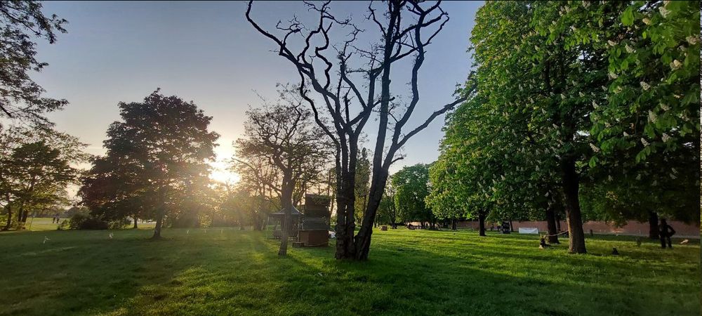 einige Bäume, durch die das Licht der langsam untergehenden Sonne fällt, vor allem ein großer alter Baum ohne Blätter steht im Vordergrund
