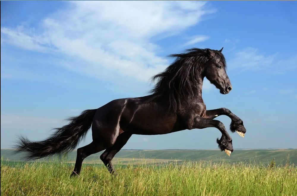 galloping black horse on the prairie.