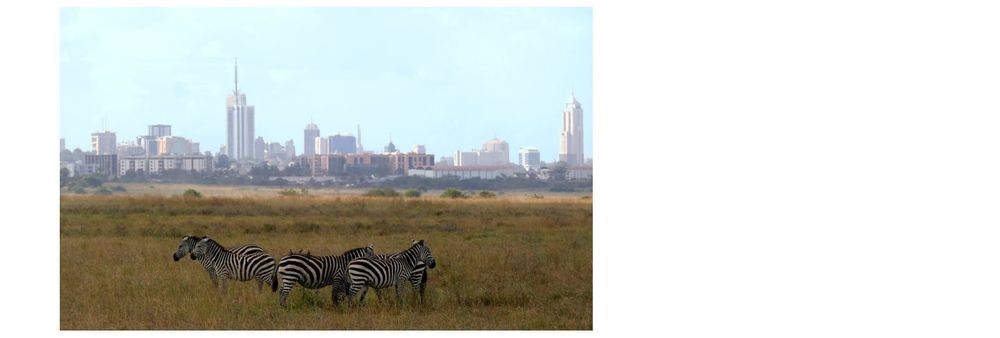 plains zebra in Nairobi under blue skies