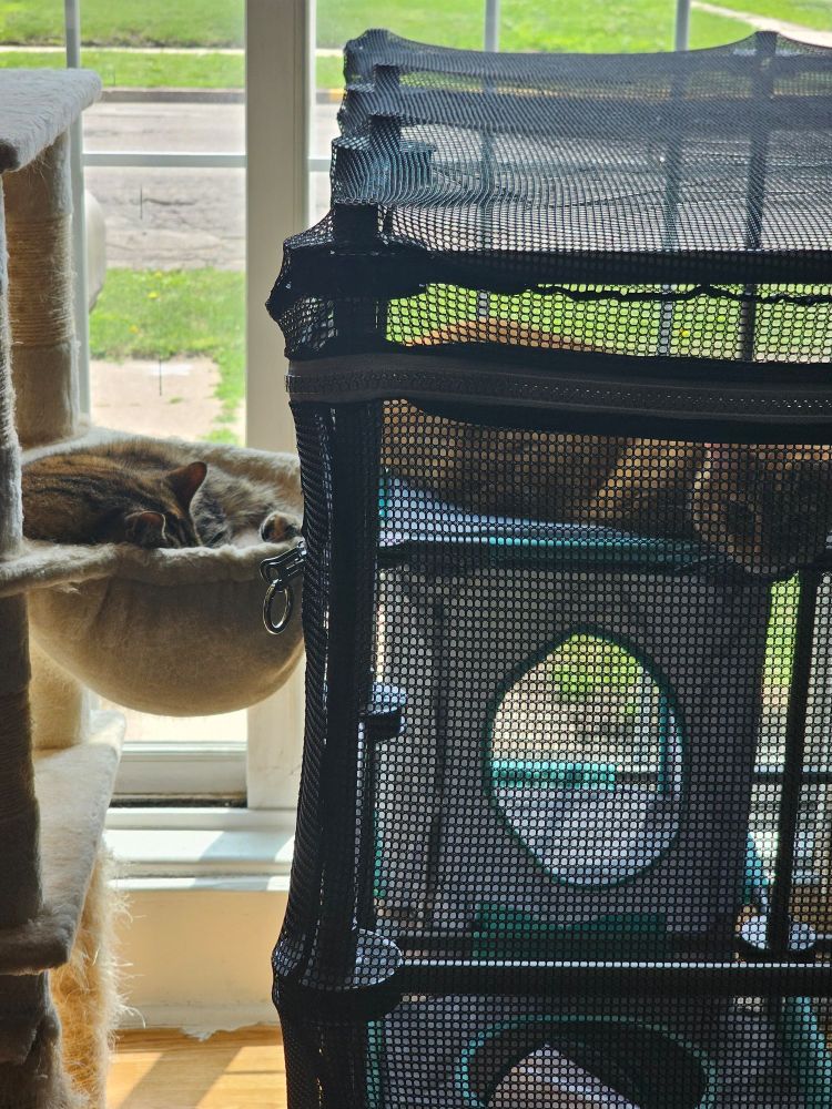 2 cats sleeping, separated but right beside each other. In a sunny window 