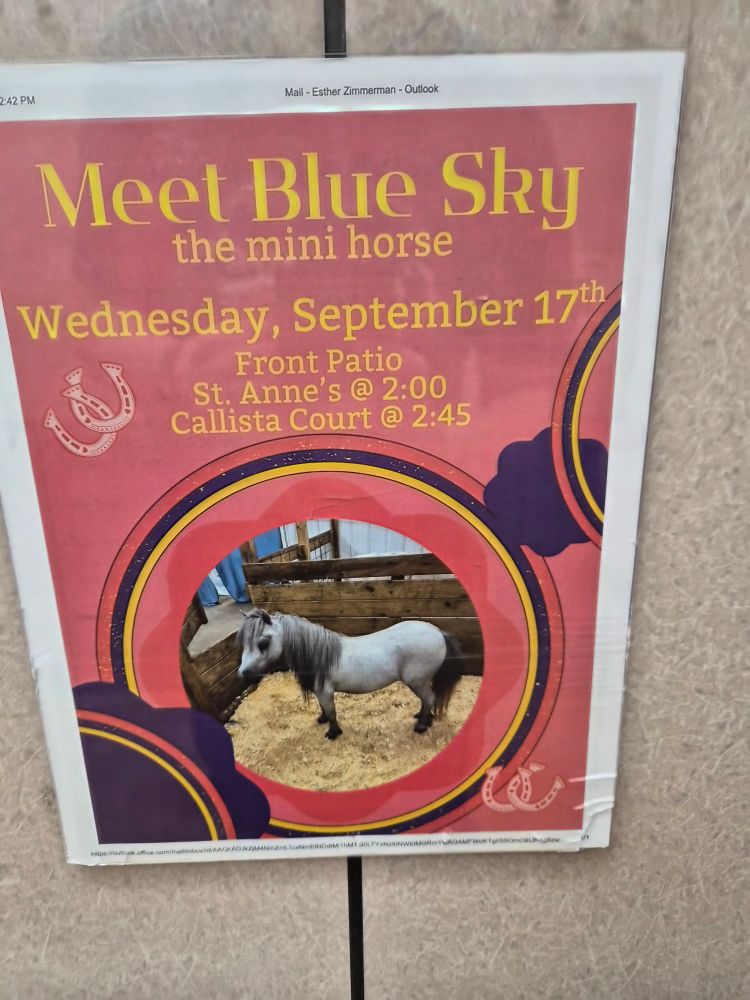 Meet Blue Sky the mini horse