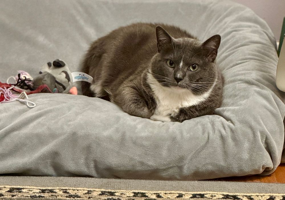 Francine Pigeon the gray tux cat, sitting in a lopsided loaf position and staring directly into the camera. 