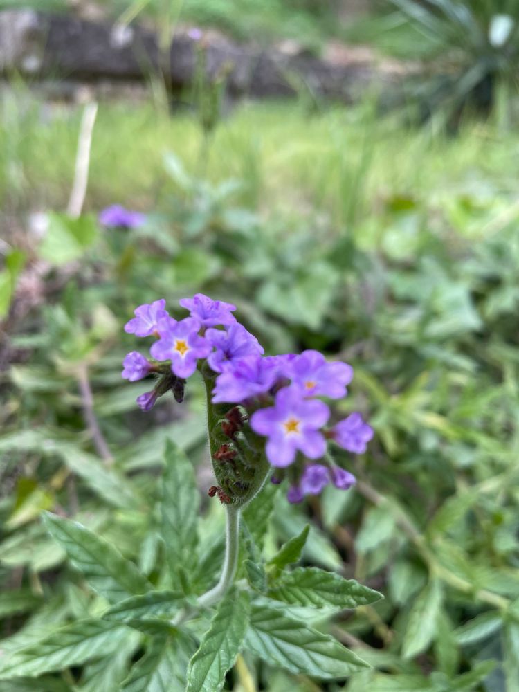 A purple Heliotrope showing its dainty petals amidst the foliage. 