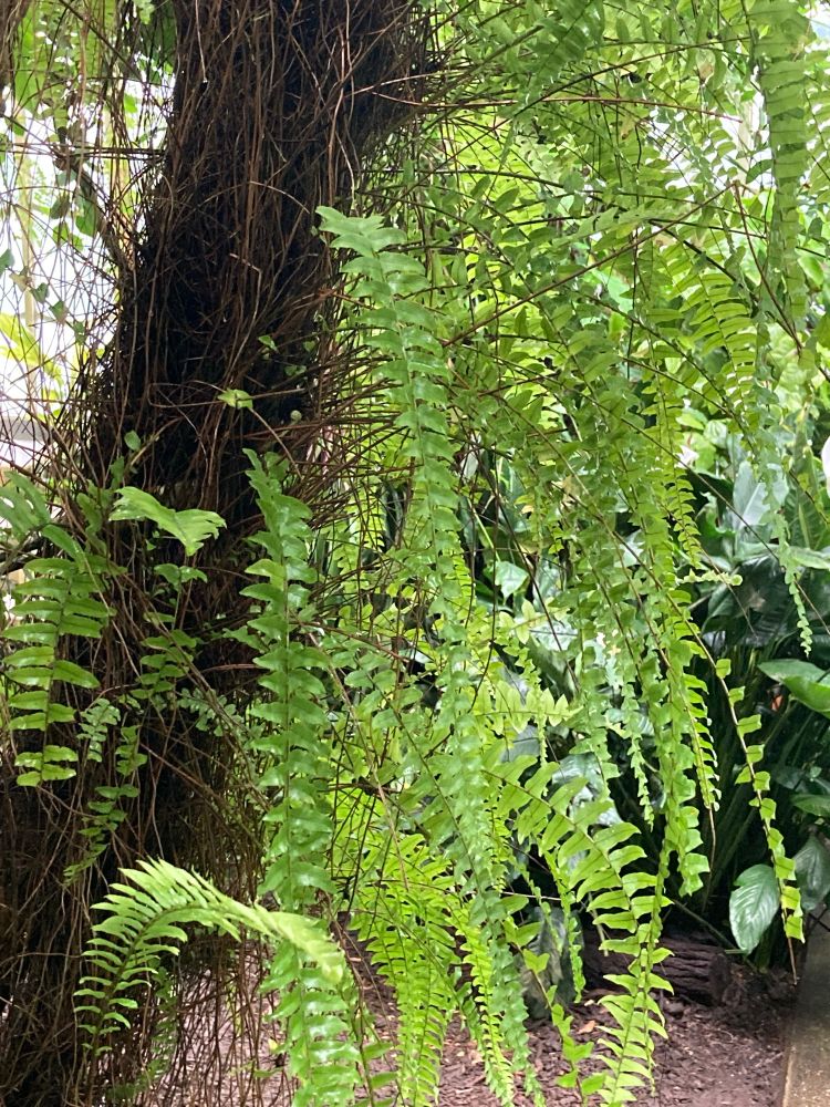 Ferns growing on a tree in the jungle climate inside a greenhouse 
