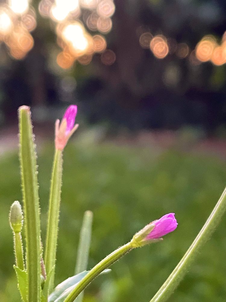 Close up of a willow herb on the fringe of autumn with the sunset seeping through branches and bushes in the background 