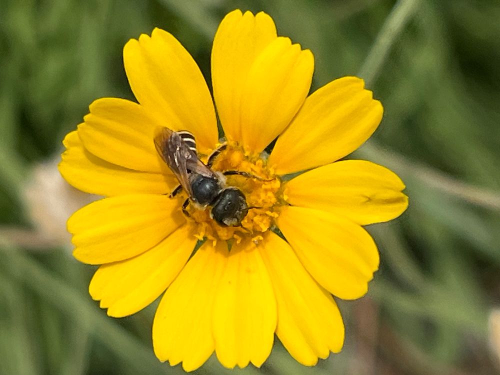 A small bee on a yellow flower